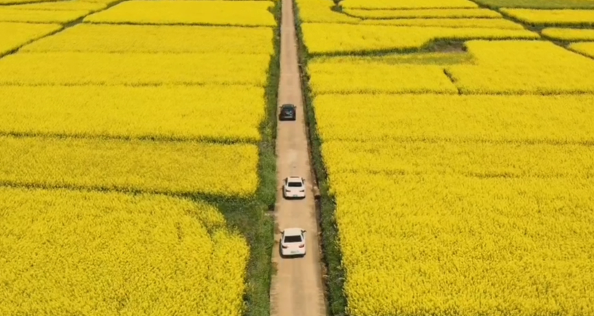 春满花田，一赏美好，不负好时光（春游）