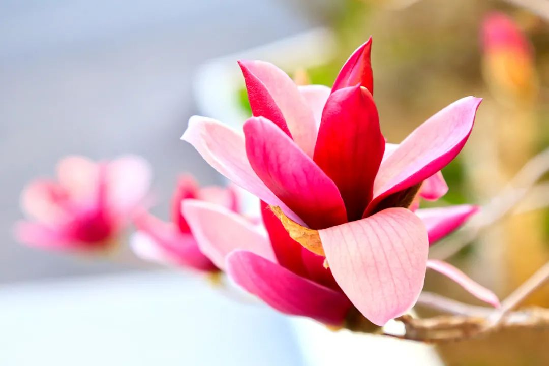 20210406105816926720