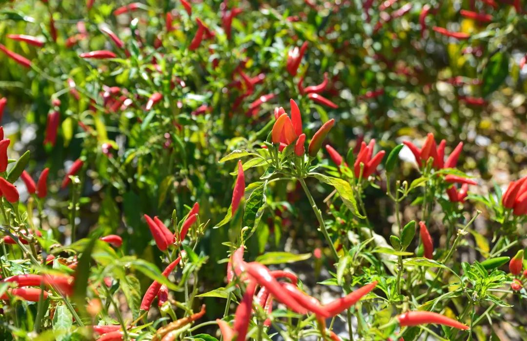 20230821094348113219