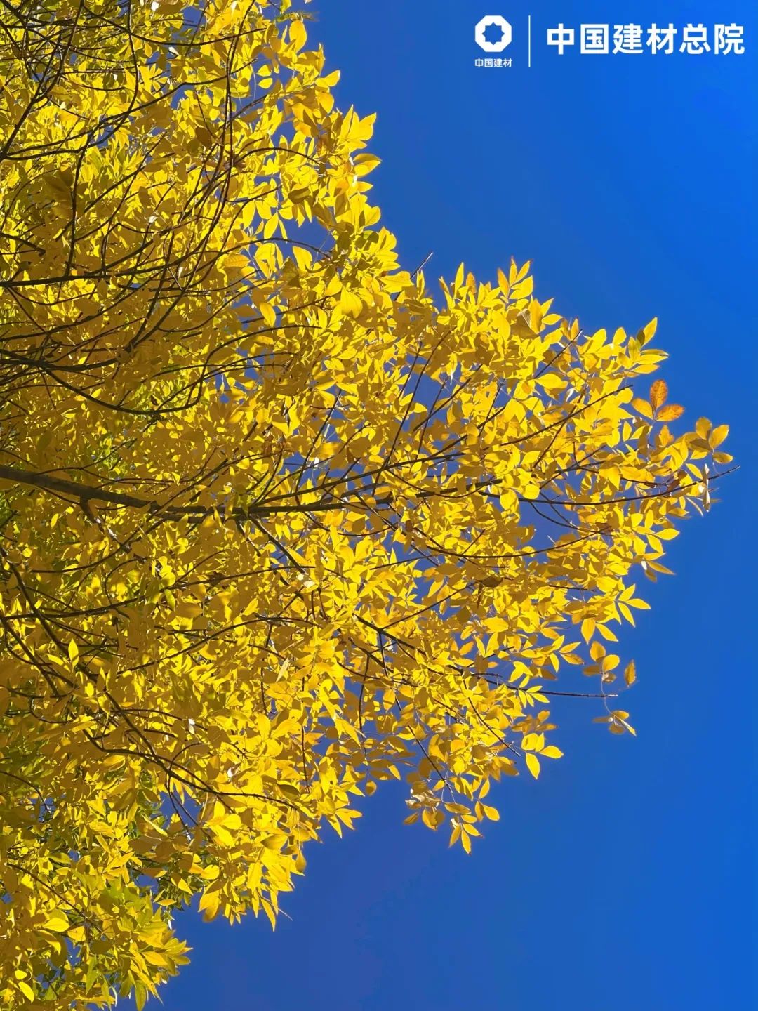 20241118161351543835